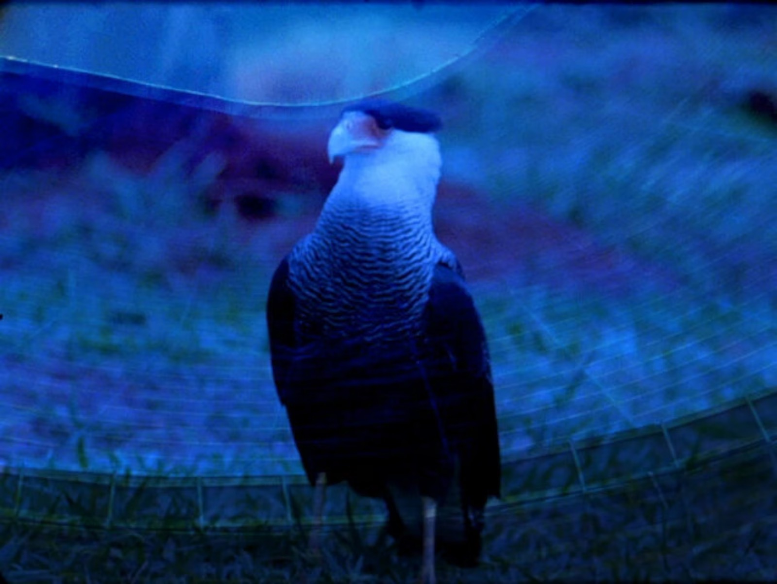 Ana Vaz, ‘Carcará’, 2022 (film still) © Courtesy of the artist