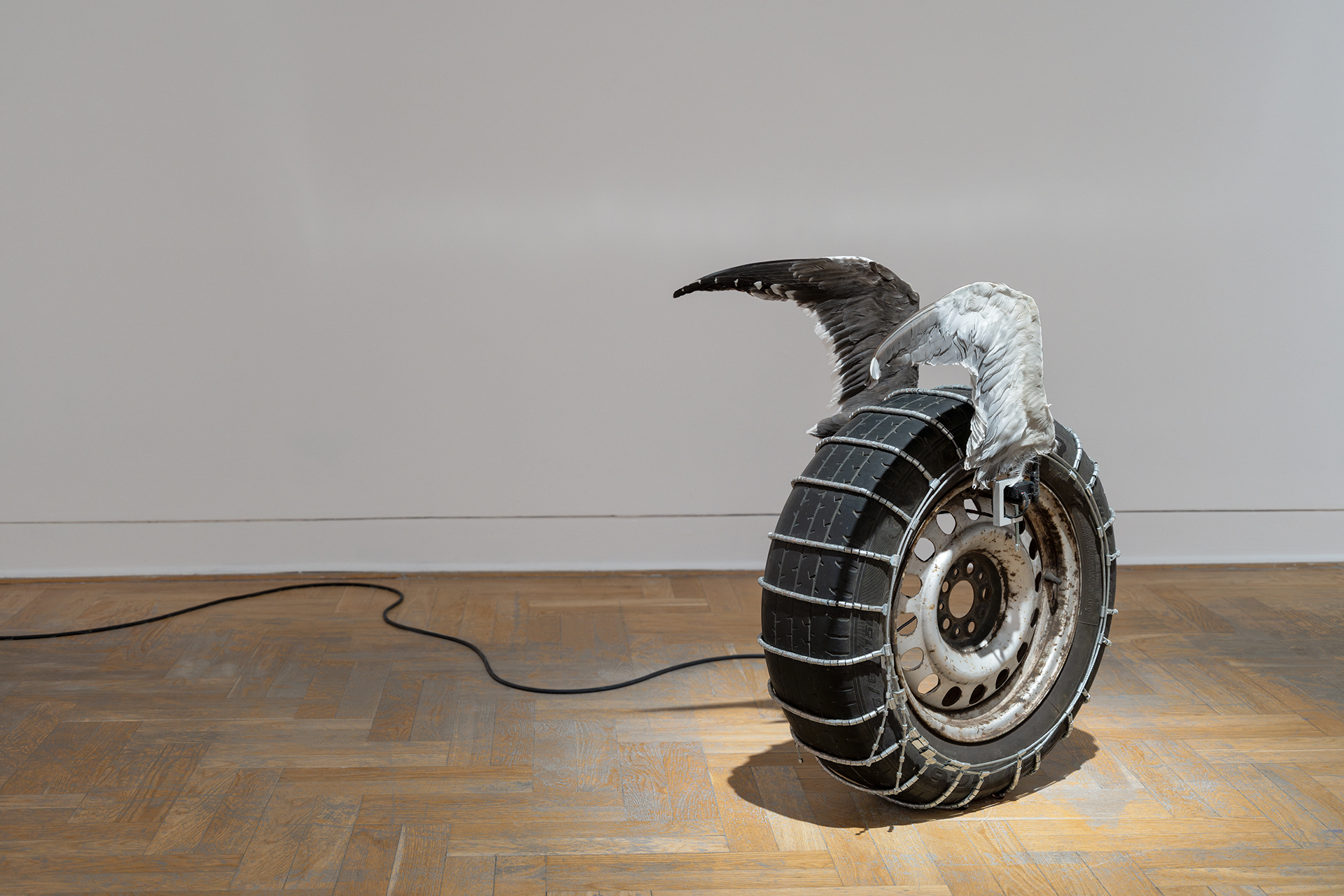 Auto Wing Ix Daniel Rumiancew