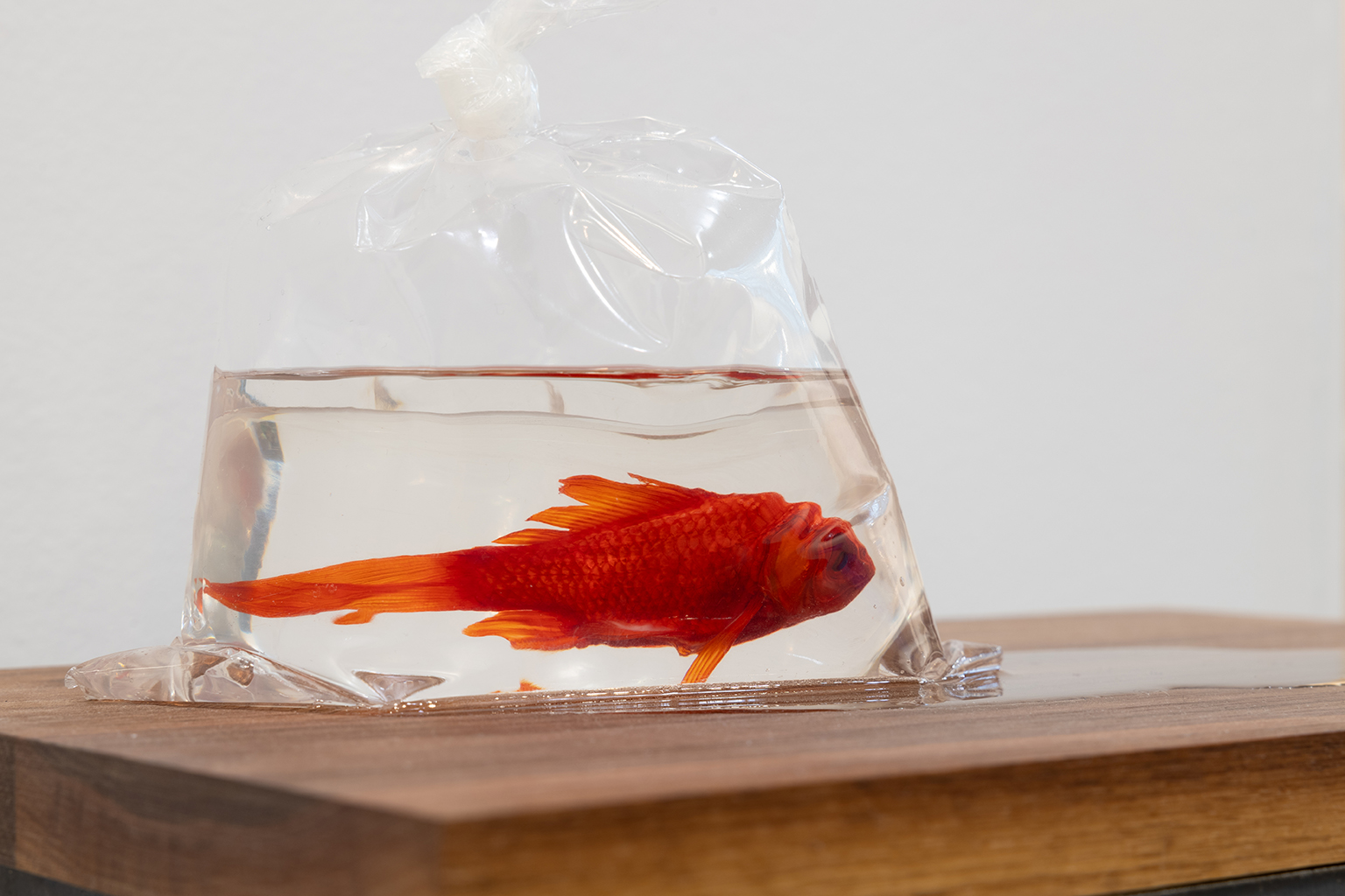 Art Mur Karine Payette Mouvance Detail