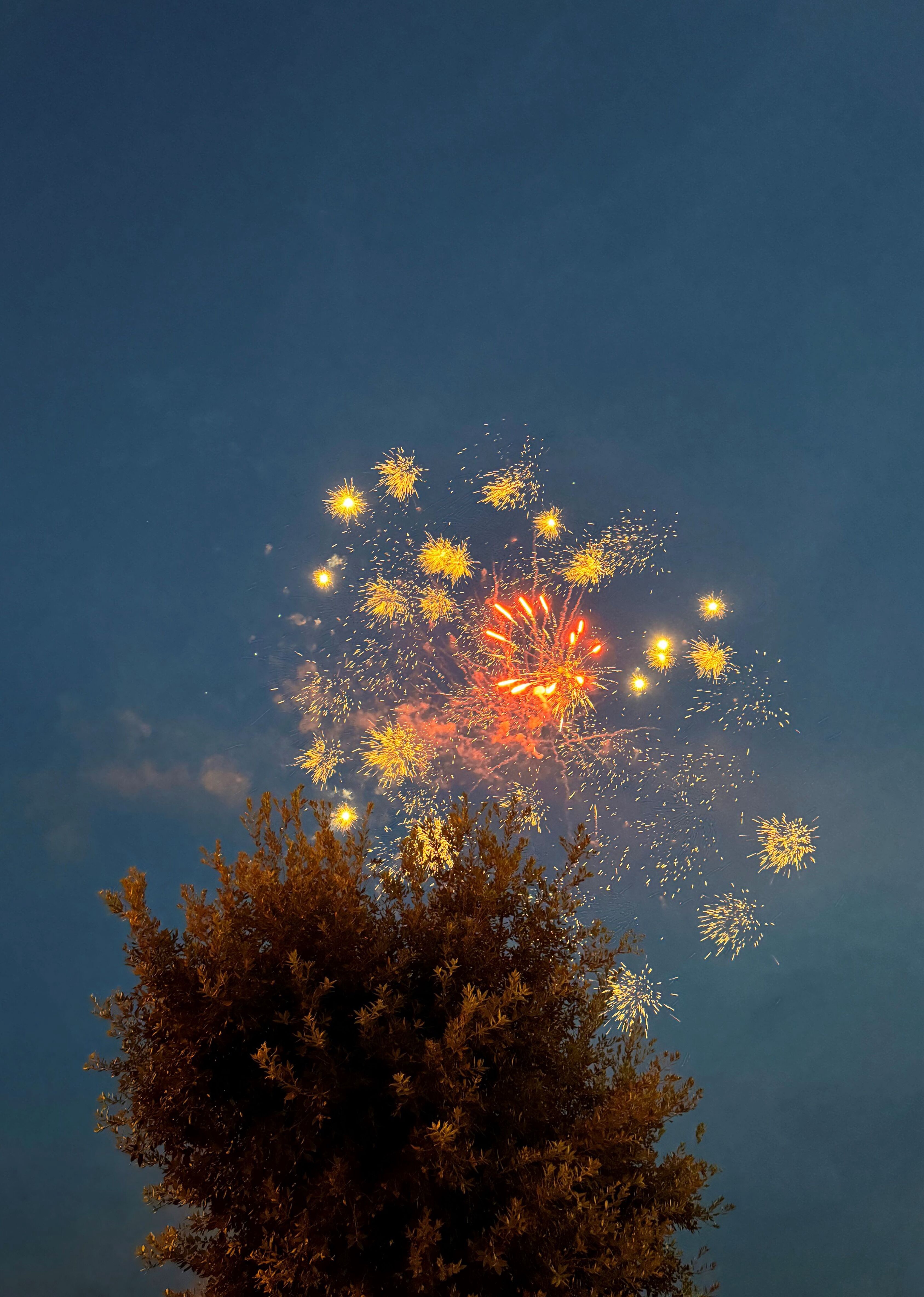 Image of fireworks above a tree © Viktoria Vanyi