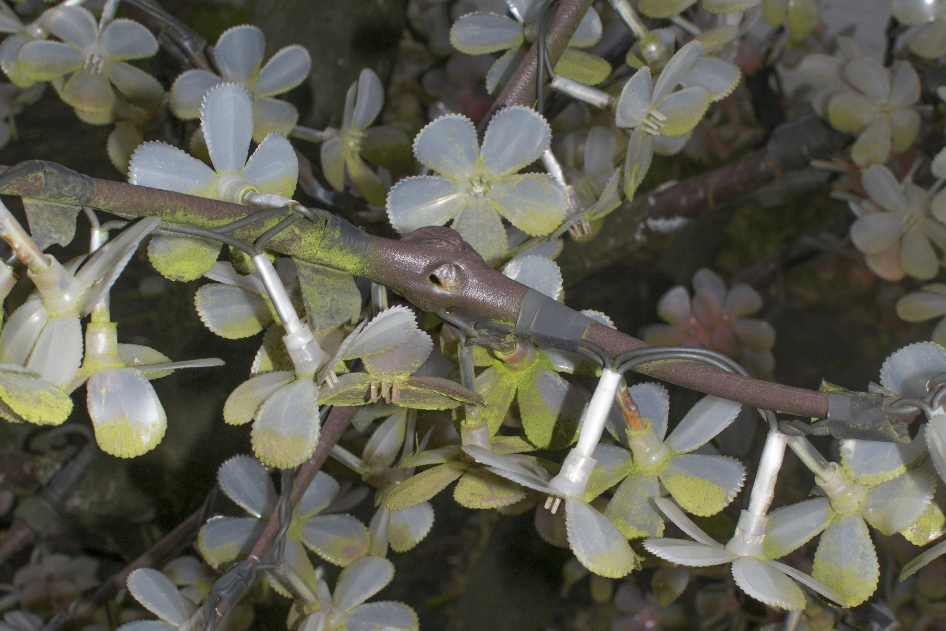 Arnaud Eubelen_Industrial Ivy_2018